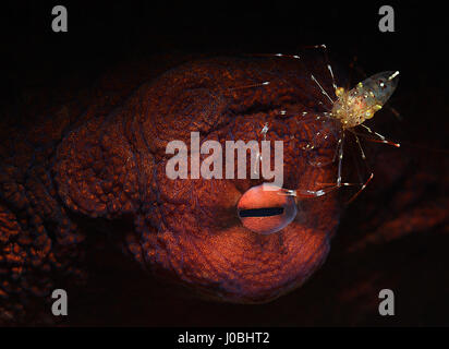 Pieuvre géante avec cleaner shrimp prises dans Anilao, Philippines. Photos hilarantes ont révélé de minuscules créatures sous-marines qui apparaissent à l'attelage d'un ascenseur sur leurs homologues de plus grande taille. La série de prises de vue macro afficher la vie marine colorée se reposant sur le dessus de l'autre et d'une montre même un poissons clowns avec un parasite assis à l'intérieur de sa bouche. Dans une autre photo, une murène siège avec un nettoyant pour effacer ses lèvres chatouiller la crevette et une pieuvre géante semble également avoir acquis le même ami de la crevette qui a perché au-dessus de son œil. D'autres superbes photos montrent une paire Coleman les crevettes sur le dessus d'un feu et un oursin Banque D'Images