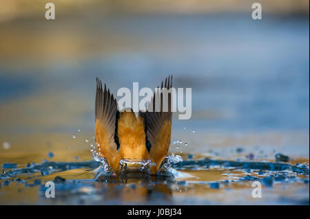 TORREVECCHIA PIA, ITALIE : UN SPRITELY kingfisher a été cassé d'avoir le temps de sa vie s'ébattent dans l'eau fraîche. Plonger dans l'eau rafraîchissante dans un flash bleu et orange de la couleur, ce magnifique petit birdy prouve vraiment de bonnes choses viennent en petits paquets. D'autres photos montrent le flyer émerger victorieux avec quelques délicieuses gâteries poisson d'être dévoré tout entier. Photographe Riccardo Trevisani (52) a eu le grand plaisir de capturer ces photos édifiantes à Torrevecchia Pia, Pavie, Italie. Banque D'Images