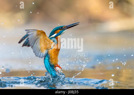 TORREVECCHIA PIA, ITALIE : UN SPRITELY kingfisher a été cassé d'avoir le temps de sa vie s'ébattent dans l'eau fraîche. Plonger dans l'eau rafraîchissante dans un flash bleu et orange de la couleur, ce magnifique petit birdy prouve vraiment de bonnes choses viennent en petits paquets. D'autres photos montrent le flyer émerger victorieux avec quelques délicieuses gâteries poisson d'être dévoré tout entier. Photographe Riccardo Trevisani (52) a eu le grand plaisir de capturer ces photos édifiantes à Torrevecchia Pia, Pavie, Italie. Banque D'Images