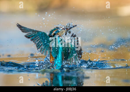 TORREVECCHIA PIA, ITALIE : UN SPRITELY kingfisher a été cassé d'avoir le temps de sa vie s'ébattent dans l'eau fraîche. Plonger dans l'eau rafraîchissante dans un flash bleu et orange de la couleur, ce magnifique petit birdy prouve vraiment de bonnes choses viennent en petits paquets. D'autres photos montrent le flyer émerger victorieux avec quelques délicieuses gâteries poisson d'être dévoré tout entier. Photographe Riccardo Trevisani (52) a eu le grand plaisir de capturer ces photos édifiantes à Torrevecchia Pia, Pavie, Italie. Banque D'Images