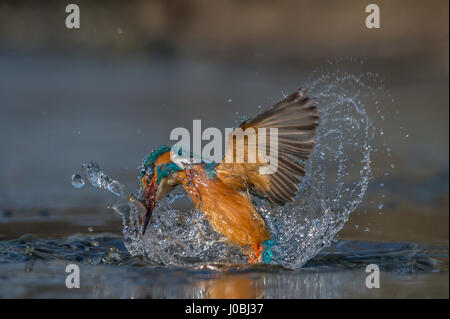 TORREVECCHIA PIA, ITALIE : UN SPRITELY kingfisher a été cassé d'avoir le temps de sa vie s'ébattent dans l'eau fraîche. Plonger dans l'eau rafraîchissante dans un flash bleu et orange de la couleur, ce magnifique petit birdy prouve vraiment de bonnes choses viennent en petits paquets. D'autres photos montrent le flyer émerger victorieux avec quelques délicieuses gâteries poisson d'être dévoré tout entier. Photographe Riccardo Trevisani (52) a eu le grand plaisir de capturer ces photos édifiantes à Torrevecchia Pia, Pavie, Italie. Banque D'Images