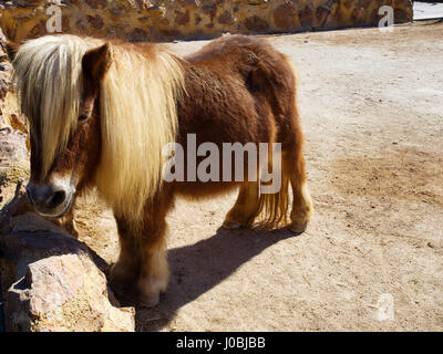 Poney beau brun aux cheveux longs dans le zoo Banque D'Images
