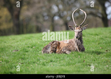 Cerf de Virginie au parc Wollaton, Wollaton Hall, Nottingham, Angleterre. Banque D'Images