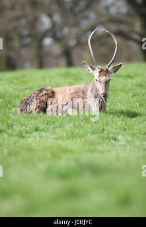 Cerf de Virginie au parc Wollaton, Wollaton Hall, Nottingham, Angleterre. Banque D'Images