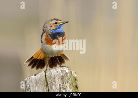 White-spotted gorgebleue / Blaukehlchen ( Luscinia svecica ), mâle, montrant / étend son beau plumage / plumes de la queue. Banque D'Images