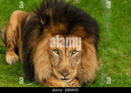 Close-up of a Lion's face Banque D'Images