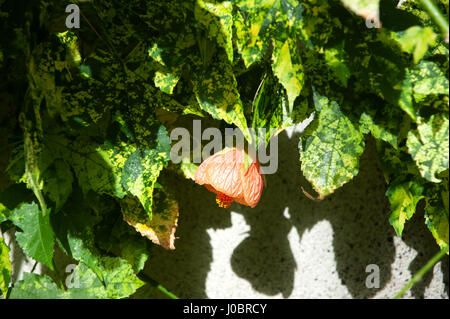 Abutilon (Abutilon pictum) Thompsonii blosom fleurs Banque D'Images