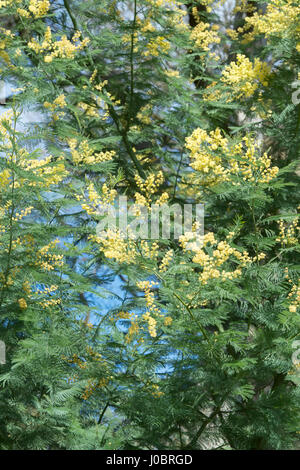 Acacia dealbata. Silver wattle. La floraison du mimosa au printemps Banque D'Images