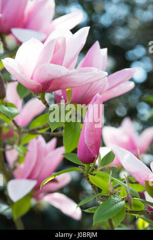 Magnolia 'Star Wars'. La floraison magnolia au printemps Banque D'Images