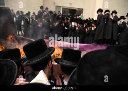 Les hommes juifs ultra orthodoxe, Belz Hasidim, se réunir pour brûler Hamets, du pain et de la nourriture non casher pour Pâque, dans la matinée de la veille de la maison de vacances. Banque D'Images