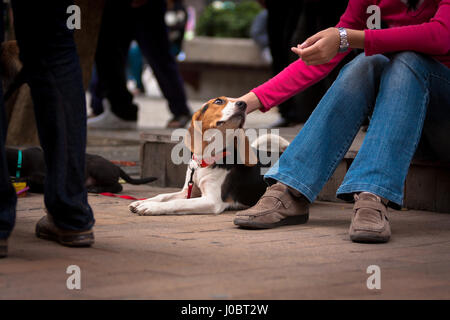 Femme caresse un mignon Beagle, mains touchent la tête de chien, animal allongé sur le sol à la rupture, propriétaire à l'expression du cœur, chez les personnes, Taiwan Banque D'Images