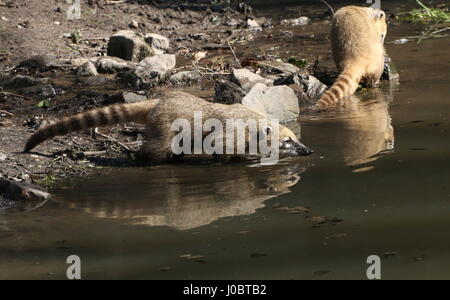 Famille de South American ring-tailed coatis (Nasua nasua) sur le bord d'une rivière, la chasse pour la nourriture. Banque D'Images