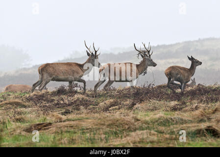 Vraiment wild Red Deer en liberté à travers les landes ouvertes et les collines dans le Parc National d'Exmoor à Somerset England UK Banque D'Images