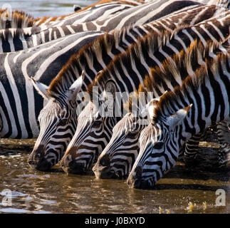 Groupe de zèbres potable de l'eau de la rivière. Kenya. Tanzanie. Parc national. Serengeti. Maasai Mara. Banque D'Images