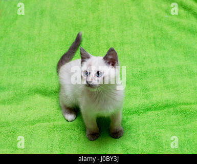 Chaton Thai blanc sur fond vert, un objet magnifique chatons Banque D'Images