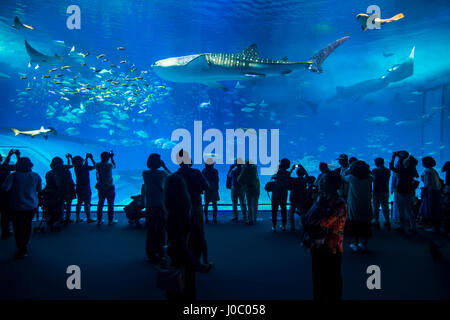 Dans le Whaleshark Churaumi Aquarium, Ocean Expo Park, Okinawa, Japon, Asie Banque D'Images