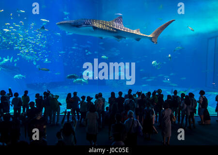 Dans le Whaleshark Churaumi Aquarium, Ocean Expo Park, Okinawa, Japon, Asie Banque D'Images