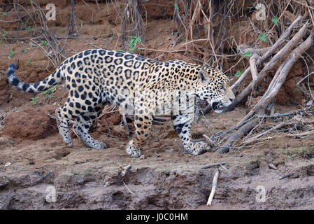 Les jeunes Jaguar (Panthera onca) marche sur une berge, Cuiaba River, Pantanal, Mato Grosso, Brésil Banque D'Images