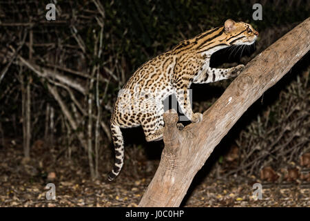 L'Ocelot (Leopardus pardalis) la nuit, Pantanal, Mato Grosso, Brésil Banque D'Images