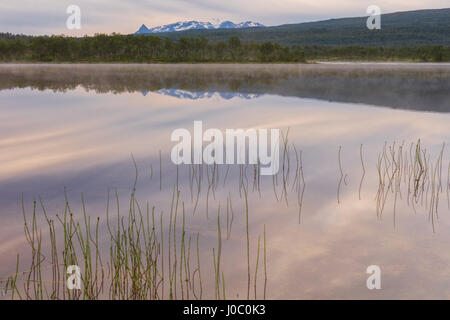 Les nuages roses du soleil de minuit reflétée dans l'eau claire d'un marécage, Bogen, Evenes, Ofotfjorden, Nordland, Norvège Banque D'Images