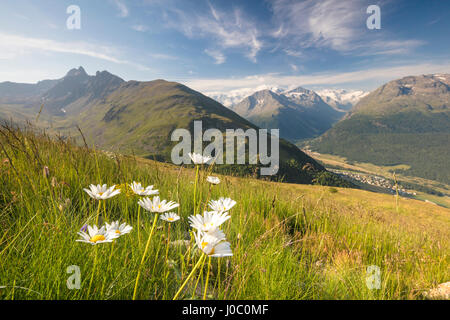 Vertes prairies et flowers frame les hauts sommets, Muottas Muragl, Samedan, Canton des Grisons, Engadine, Suisse Banque D'Images