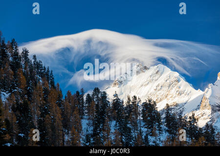 Nuage Blanc à l'aube s'allume le Piz Bernina et Biancograt, encadré par les bois, Canton des Grisons, Engadine, Suisse Banque D'Images