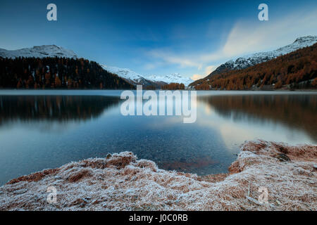 Le bois coloré et des sommets enneigés se reflètent dans le Lac de Sils à Daw, Maloja, Canton des Grisons, Engadine, Suisse Banque D'Images