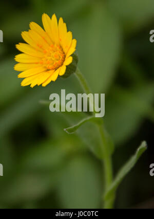 Macro image d'un champ Marigold (Calendula arvensis) Banque D'Images