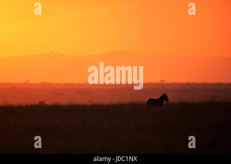 Le zèbre de Burchell (Equus quagga), au lever du soleil), le Parc National du Serengeti, Tanzanie