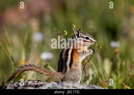 Le tamia mineur (Tamias minimus) (Neotamias minimus) (Eutamias minimus), San Juan National Forest, Colorado, USA Banque D'Images