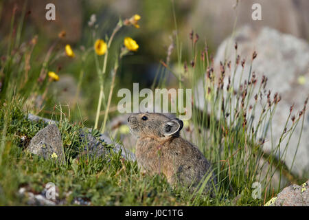 Pika américain (Ochotona princeps), San Juan National Forest, Colorado, USA Banque D'Images