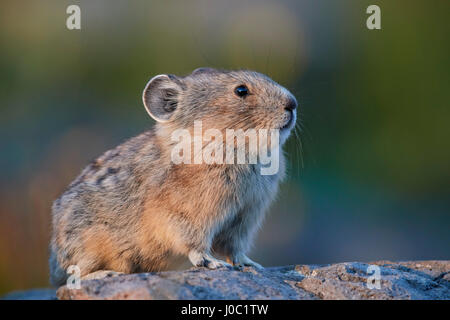 Pika américain (Ochotona princeps), San Juan National Forest, Colorado, USA Banque D'Images