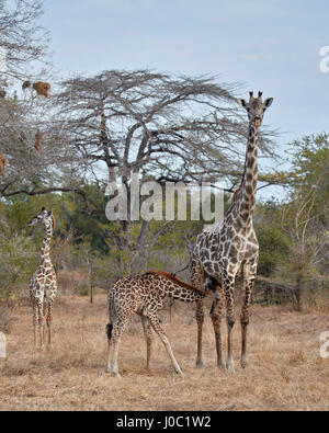 Les Masais Girafe (Giraffa camelopardalis tippelskirchi) soins infirmiers, Selous, Tanzanie Banque D'Images