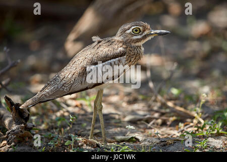 Thickknee l'eau (water dikkop (Burhinus vermiculatus)), Selous, Tanzanie Banque D'Images