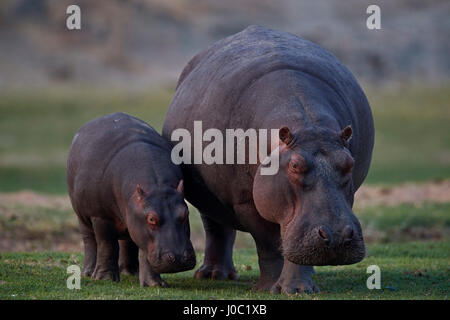 Hippopotame (Hippopotamus amphibius) la mère et l'enfant, le Ruaha National Park, Tanzania Banque D'Images