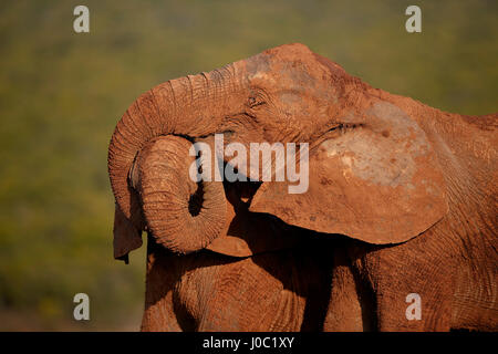 Deux African elephant (Loxodonta africana), Addo Elephant National Park Banque D'Images