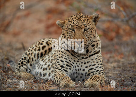 Leopard (Panthera pardus), homme, Kruger National Park Banque D'Images