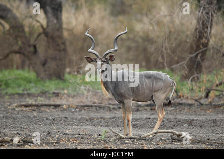 Grand koudou (Tragelaphus strepsiceros) Bull, Selous, Tanzanie Banque D'Images