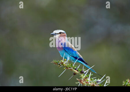 Lilac-breasted roller (Coracias caudata), Selous, Tanzanie Banque D'Images