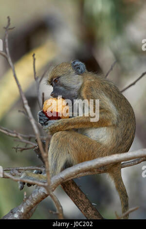 Babouin jaune (Papio cynocephalus) juvenile de manger un fruit du palmier duom, Selous, Tanzanie Banque D'Images