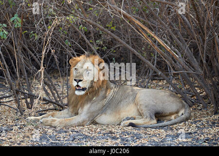 Lion (Panthera leo), Selous, Tanzanie Banque D'Images