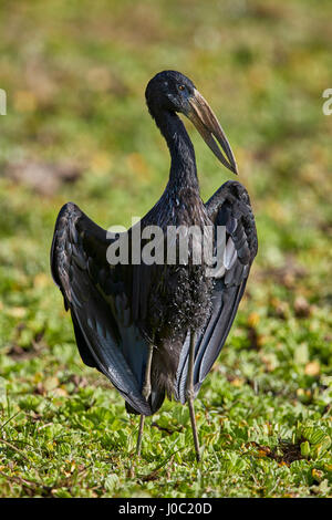 Cigogne à bec ouvert d'Afrique (African openbill Anastomus lamelligerus) (), Selous, Tanzanie Banque D'Images