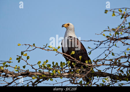 Poissons d'Afrique blanche (Haliaeetus vocifer), Selous, Tanzanie Banque D'Images