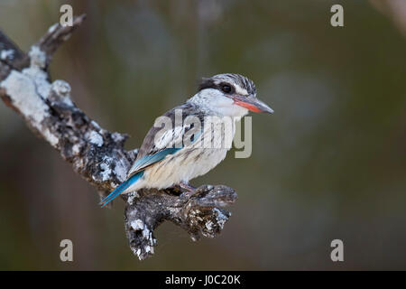 (Halcyon chelicuti Striped Kingfisher), homme, Selous, Tanzanie Banque D'Images