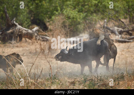 Deux male lion (Panthera leo) qui attaquent une Cape Buffalo (Buffle africain) (Syncerus caffer), le Ruaha National Park, Tanzanie Banque D'Images