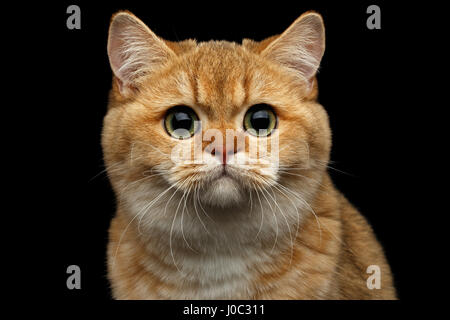 Close-up Portrait of British Cat avec fourrure chinchilla d'Or, les yeux verts et face large, Stare dans appareil photo sur fond noir isolé, vue avant Banque D'Images