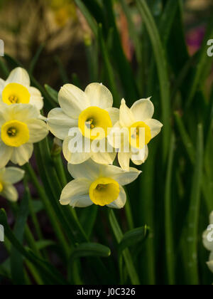 Narcissus Minnow fleurs Banque D'Images