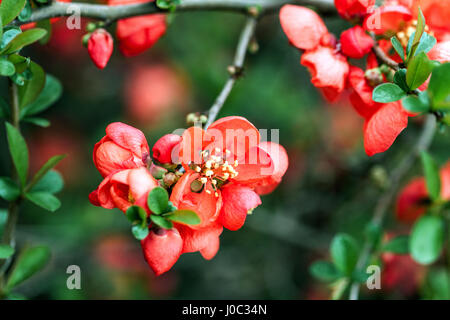 Flowering quince Chaenomeles superba 'Texas Scarlet' dans un jardin Banque D'Images