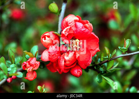 Flowering quince Chaenomeles superba 'Texas Scarlet' dans un jardin Banque D'Images