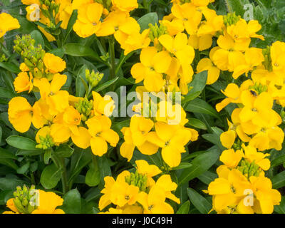 Close up des fleurs de giroflée Jaune soleil Banque D'Images